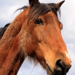 horse_head2